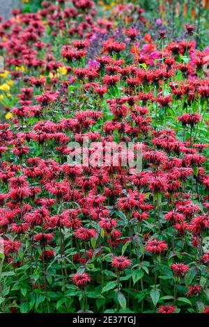 Monarda jacob Cline, Bergamot, rote Blume, scharlachrote Blumen, heiße Grenze, heißes Bett, Stauden, Bienenbalm, Bergamotten, RM Floral Stockfoto