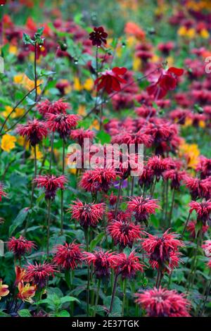 Monarda jacob Cline, Bergamot, rote Blume, scharlachrote Blumen, heiße Grenze, heißes Bett, Stauden, Bienenbalm, Bergamotten, RM Floral Stockfoto