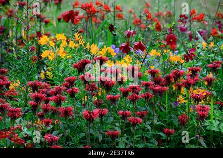 Monarda jacob Cline, Bergamot, rote Blume, scharlachrote Blumen, heiße Grenze, heißes Bett, Stauden, Bienenbalm, Bergamotten, RM Floral Stockfoto