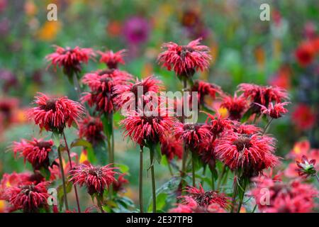 Monarda jacob Cline, Bergamot, rote Blume, scharlachrote Blumen, heiße Grenze, heißes Bett, Stauden, Bienenbalm, Bergamotten, RM Floral Stockfoto
