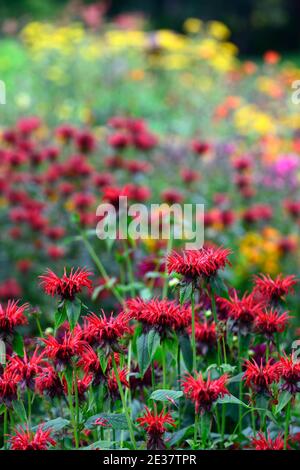 Monarda jacob Cline, Bergamot, rote Blume, scharlachrote Blumen, heiße Grenze, heißes Bett, Stauden, Bienenbalm, Bergamotten, RM Floral Stockfoto