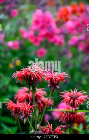 Monarda jacob Cline, Bergamot, rote Blume, scharlachrote Blumen, heiße Grenze, heißes Bett, Stauden, Bienenbalm, Bergamotten, RM Floral Stockfoto