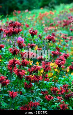 Monarda jacob Cline, Bergamot, rote Blume, scharlachrote Blumen, heiße Grenze, heißes Bett, Stauden, Bienenbalm, Bergamotten, RM Floral Stockfoto