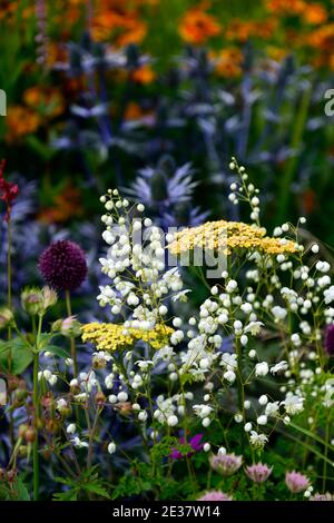 Thalictrum delavayi Splendide White,allium sphaerocephalon,Eryngium X Zabelii Big Blue,Schafgarbe,achillea,blühende Stauden,Rand,mehrfarbig,Kolo Stockfoto