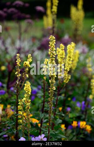 verbascum, Königskerze, Königskerze, Verbascums, gelb, Blume, Blumen, Dornen, Spitzen, blühend, gemischtes Bett, gemischter Rand, gemischtes Pflanzschema, RM Floral Stockfoto