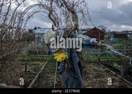 Vogelscheuche mit einer Sonnenblume auf einer Zuteilung Stockfoto