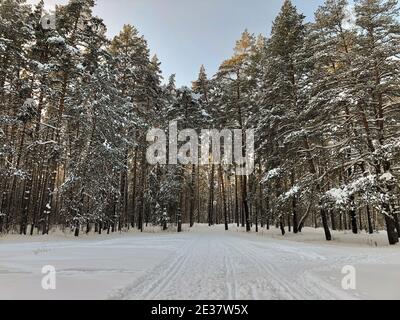 Winterlandschaft: Fichten im Wald, bedeckt mit Schnee an sonnigen Tagen Stockfoto