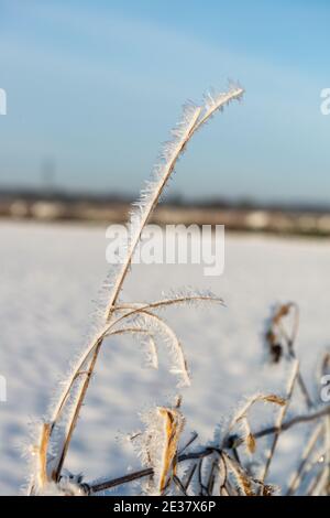 Hohe Grasstämme, die mit langen Eiskristallen aus Heiz bedeckt sind Frost mit einem unscharf blauen Himmel und Schnee Abgedecktes Feld im Hintergrund Stockfoto