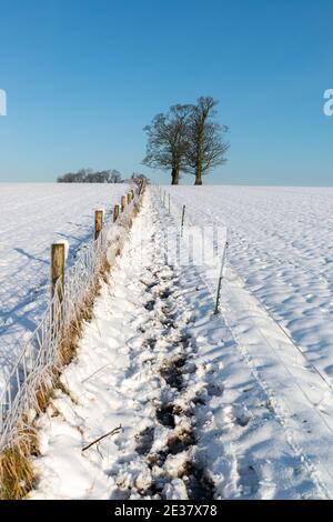 Ein schneebedeckter Pfad neben einem Zaun, der zu zwei führt Bäume am Horizont mit einem klaren blauen Himmel Stockfoto