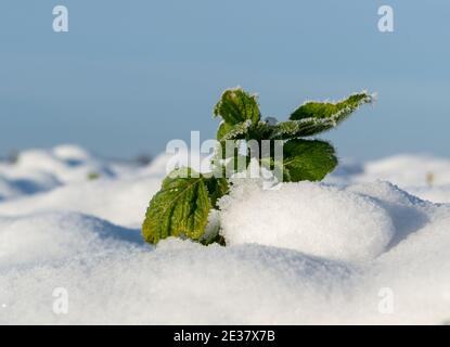 Nahaufnahme der Blätter eines Frosts bedeckt Pflanze, die aus einer Schneedecke hervortritt Stockfoto