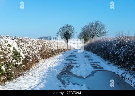 Verschneite Aussicht auf eine gerade Farm Strecke zwischen Hecken Vor einem wolkenlosen blauen Himmel Stockfoto