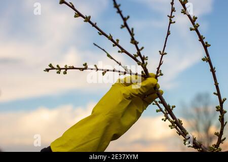 Hand in gelben Handschuhen halten einen Pflaumenbaum Ast entgegen Der blaue Himmel Stockfoto