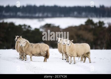 Staindrop, County Durham, Großbritannien. Donnerstag, 7. Januar 2021: Als in Teilen von County Durham über Nacht mehr Schnee fiel, fiel die Temperatur in Großbritannien auf A Stockfoto