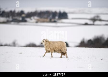 Staindrop, County Durham, Großbritannien. Donnerstag, 7. Januar 2021: Als in Teilen von County Durham über Nacht mehr Schnee fiel, fiel die Temperatur in Großbritannien auf A Stockfoto