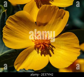 Arcadia, Kalifornien, USA; 24. April 2019. Farbenfrohe Frühlingsblüten und Landschaften im Los Angeles County Arboretum. Stockfoto