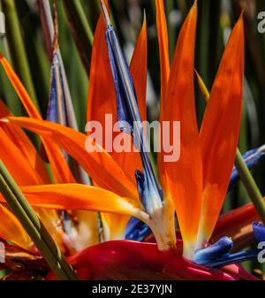Arcadia, Kalifornien, USA; 24. April 2019. Farbenfrohe Frühlingsblüten und Landschaften im Los Angeles County Arboretum. Stockfoto