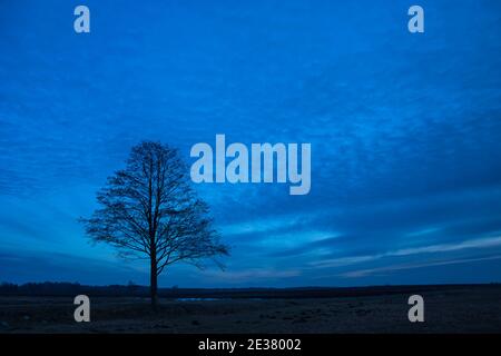 Die Silhouette eines einsamen Baumes und fantastische Abendwolken Am blauen Himmel Stockfoto