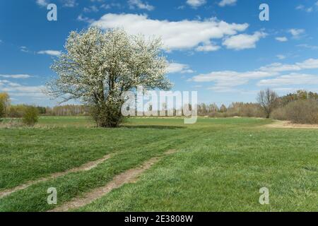 Ein blühender Baum neben der Straße auf einem grünen Wiese Stockfoto