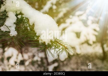 Wintergarten. Schnee auf Nadelbäumen. Januar im polnischen Garten. Stockfoto