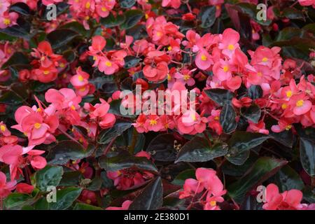 Rosa Begonia semperflorens. Wachs Begonia (Begonia semperflorens). Stockfoto