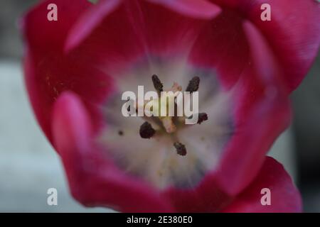 Der Kern einer hellrosa Tulpe. Geöffnet ganz rosa Tulip an einem Frühlingstag im Blumengarten. Blühende rot-rosa Tulpe. Zentrum der zarten Anziehungskraft Stockfoto