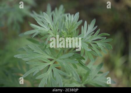 Wermut Blätter auf einem dunklen Hintergrund, schöne grüne Wermut für den Hintergrund, elegante Feldpflanze. Artemisia absinthium , Absinth Wermut schließen Stockfoto