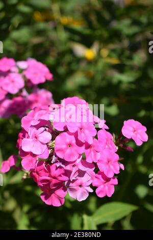 Pink Phlox. Lila Blüten Phlox paniculata. Blühender Zweig der purpurnen Phlox im Garten an einem sonnigen Tag. Speicherplatz kopieren. Weicher, unscharfer selektiver Fokus. Stockfoto