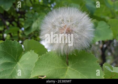 Große weiße reife Löwenzahn. Taraxacum ist eine große Gattung von blühenden Pflanzen in der Familie Asteraceae, die aus Arten, die gemeinhin als da bekannt besteht Stockfoto