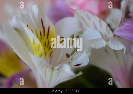Blühende Weiße Peruanische Lilie, Alstroemeria Blumen. Herz der Peruanischen Lilie (Alstroemeria); weiß mit braunen Flecken Stockfoto