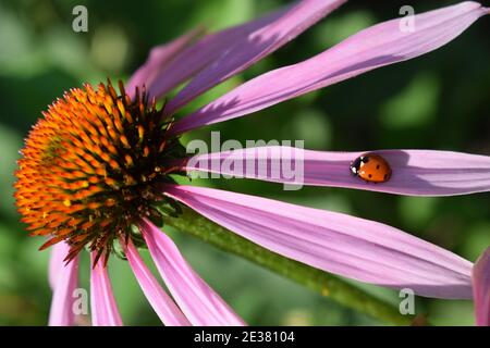 Rote Marienkäfer auf Echinacea Blume, Marienkäfer kriecht auf Stengel der Pflanzen im Frühling im Garten im Sommer. Rosa Echinacea Blume im Garten. Pflanzliche Anlage. Stockfoto