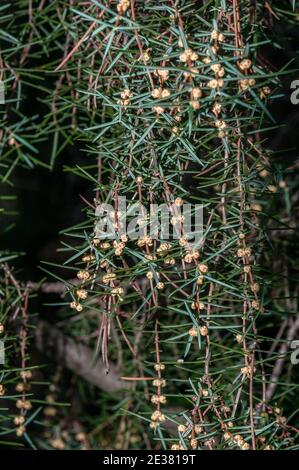 Männliche Blütenzapfen, Wacholder, juniperus oxycedrus, Katalonien, Spanien Stockfoto