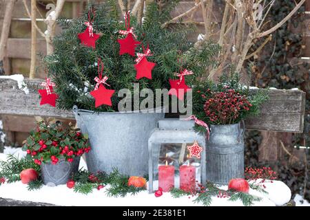 weihnachtsgartendekoration mit roten Kerzen, Eibenzweigen und Gaultherie Stockfoto