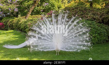 Ein weißer Pfau fächervoll seine Federn, dieser Pfau hat nur weißes Gefieder zu zeigen Stockfoto