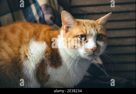 Ein Porträt einer Ingwerkatze, die auf dem Stuhl sitzt Stockfoto