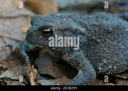 Die gewöhnliche Kröte, Bufo bufo auf gefallenen Blättern