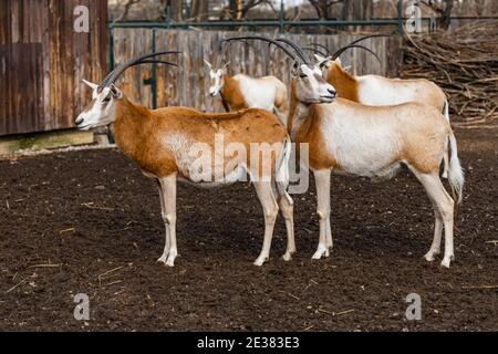 Sable oryxes Oryx dammah vor einem Holzzaun Stockfoto