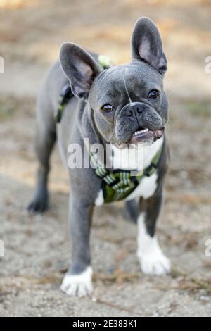 Blau und weiß pied Französisch Bulldog Puppy posiert Stockfoto
