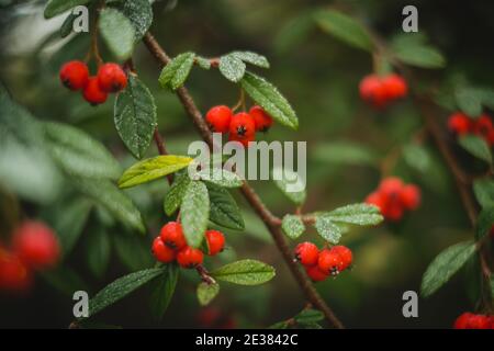 Wilde Winterbeeren, mit mattierten Blättern Stockfoto