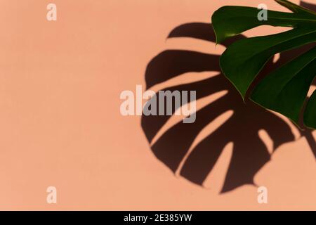 Tropische Blätter Monstera auf hellrosa Hintergrund. Minimaler tropischer Hintergrund im Sommer Stockfoto