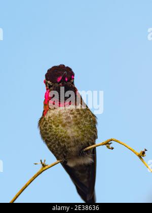 Annas Kolibri, Calypte anna, ein Vogel, der in La Jolla, Kalifornien, USA, seine prächtigen Gorget-Federn zeigt Stockfoto