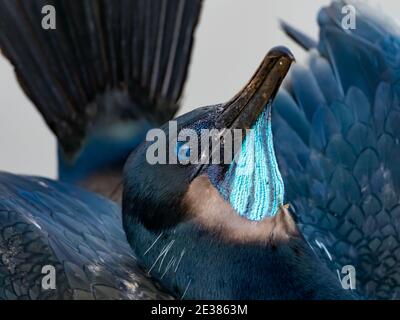 Die unglaublichen blauen Augen von Brandts Kormoran, Phalacrocorax penicillatus, ein brüchiger Seevögelling auf den Klippen von La Jolla Bucht, San Diego, Kalifornien, Stockfoto