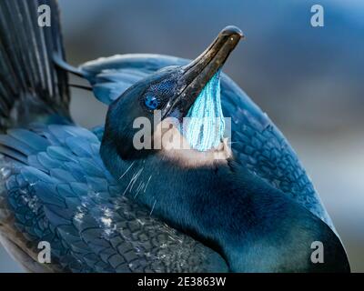 Die unglaublichen blauen Augen von Brandts Kormoran, Phalacrocorax penicillatus, ein brüchiger Seevögelling auf den Klippen von La Jolla Bucht, San Diego, Kalifornien, Stockfoto