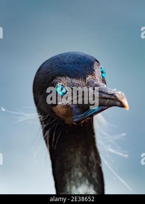 Die unglaublichen blauen Augen von Brandts Kormoran, Phalacrocorax penicillatus, ein brüchiger Seevögelling auf den Klippen von La Jolla Bucht, San Diego, Kalifornien, Stockfoto