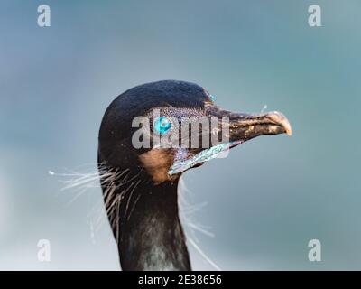 Die unglaublichen blauen Augen von Brandts Kormoran, Phalacrocorax penicillatus, ein brüchiger Seevögelling auf den Klippen von La Jolla Bucht, San Diego, Kalifornien, Stockfoto