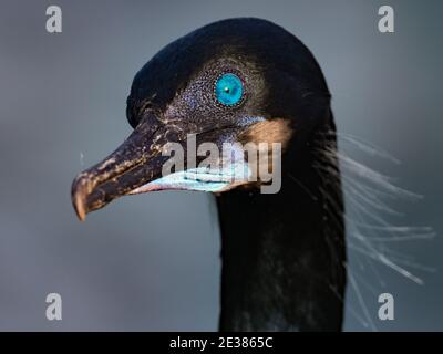 Die unglaublichen blauen Augen von Brandts Kormoran, Phalacrocorax penicillatus, ein brüchiger Seevögelling auf den Klippen von La Jolla Bucht, San Diego, Kalifornien, Stockfoto