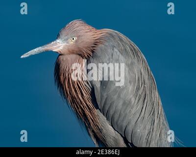 Rotreiher, Egretta rufescens, entlang des San Diego River, Ocean Beach, San Diego, Kalifornien, USA Stockfoto