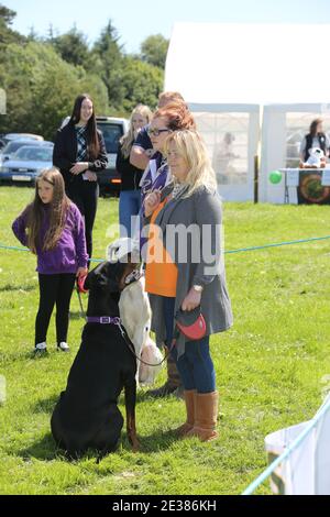 Muirkiirk, East Ayrshire, Schottland, Großbritannien, Village landwirtschaftliche Show, lokale Bauern und ihre Familien treffen und konkurrieren mit Vieh, Schafe und Rinder auf der Ausstellung Stockfoto