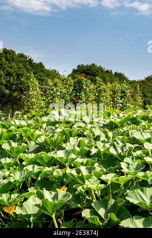 Zucchini und Bohnen wachsen auf einer Zuteilung im Sommer Stockfoto