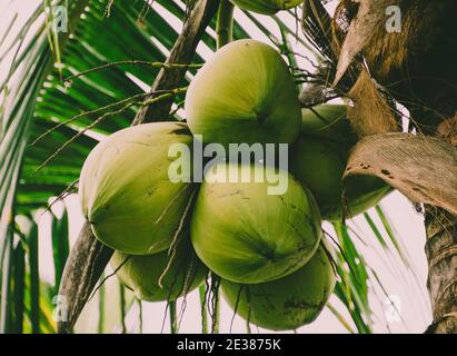 Nahaufnahme von einem Haufen junger Kokosnüsse, die daran hängen Eine Palme Stockfoto
