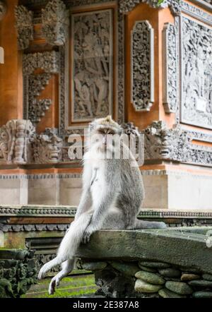 Balinese Longtail Affe sitzt vor dem Tempel und sieht nachdenklich aus Und gelangweilt Stockfoto